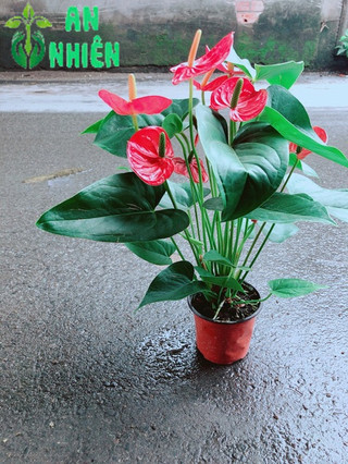 Cây Hồng Môn
