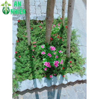 Hoa mười giờ nhiều màu(10h)