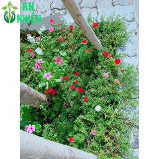 Hoa mười giờ nhiều màu(10h)