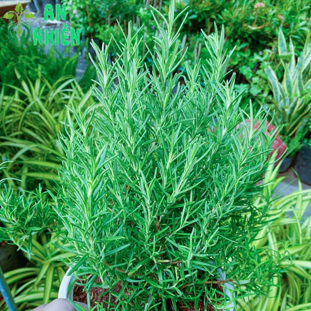 Chậu Hương Thảo size lớn