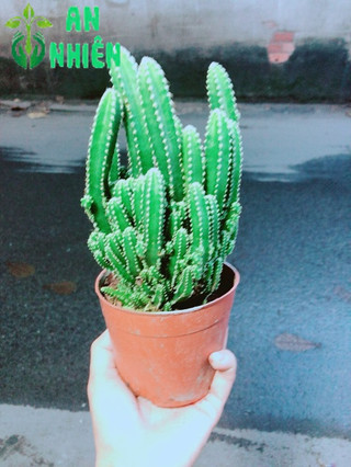 Xương Rồng Thanh Sơn Size Lớn
