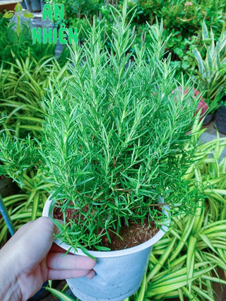 Chậu Hương Thảo size lớn