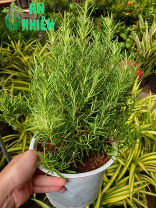 Chậu Hương Thảo size lớn