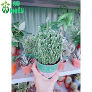Xương Rồng Thanh Sơn Size Lớn