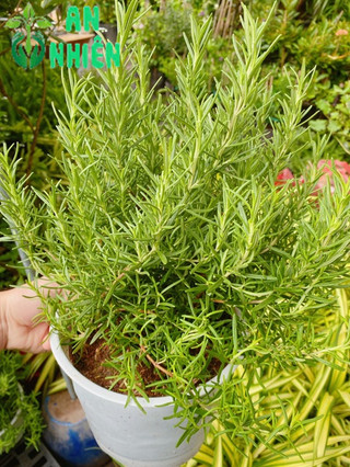 Chậu Hương Thảo size lớn