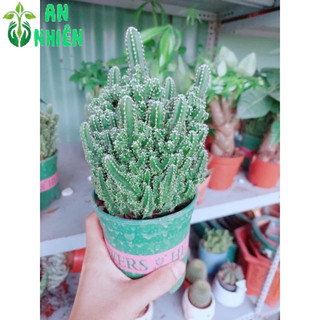 Xương Rồng Thanh Sơn Size Lớn