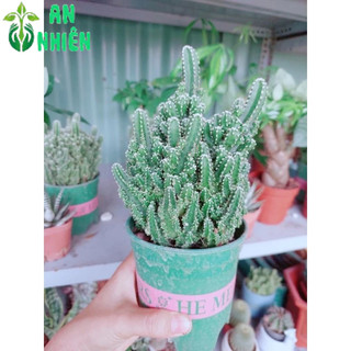 Xương Rồng Thanh Sơn Size Lớn