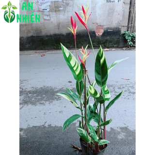 Chuối Mỏ Két Size Lớn