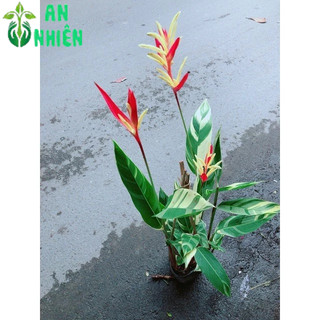 Chuối Mỏ Két Size Lớn