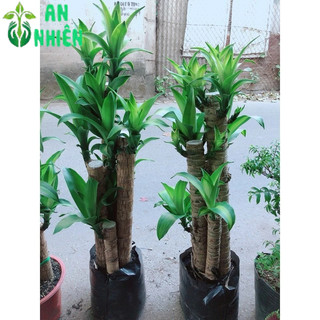 Cây Thiết Mộc Lan Hàng Đẹp Y Hình