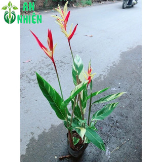 Chuối Mỏ Két Size Lớn