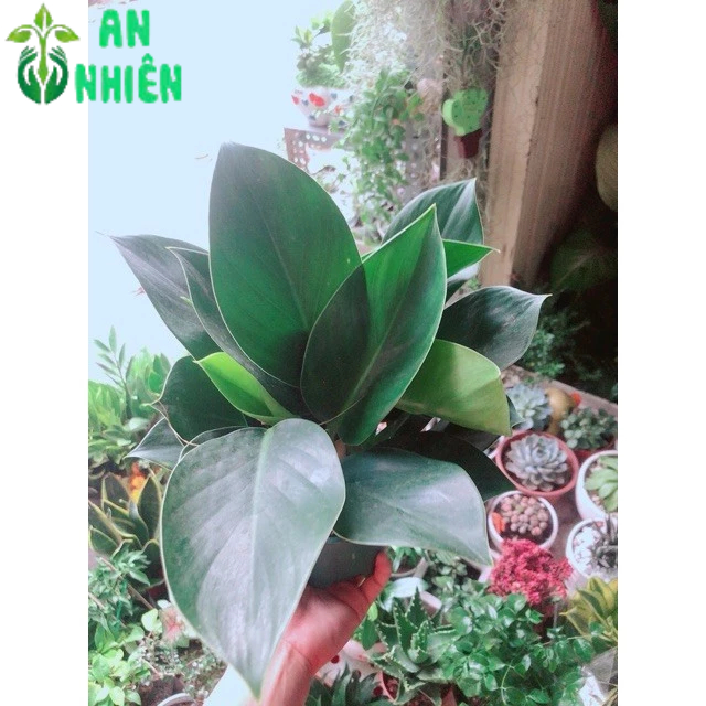 Trầu Bà Đế Vương Xanh