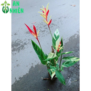 Chuối Mỏ Két Size Lớn