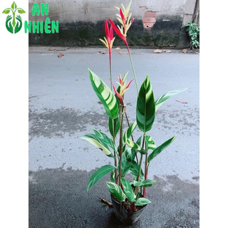 Chuối Mỏ Két Size Lớn
