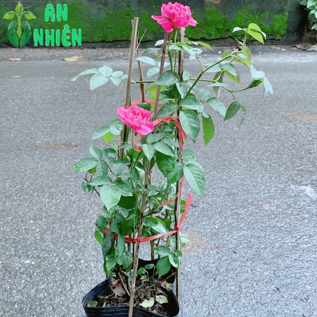Hoa Hồng Lửa Màu Hồng