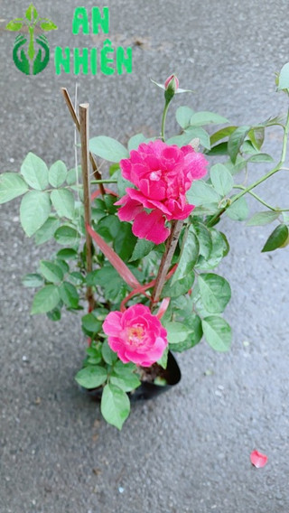 Hoa Hồng Lửa Màu Hồng