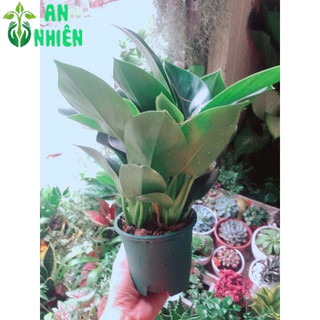 Trầu Bà Đế Vương Xanh