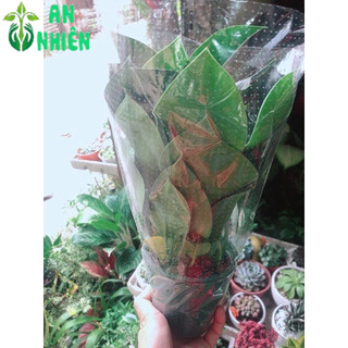 Trầu Bà Đế Vương Xanh