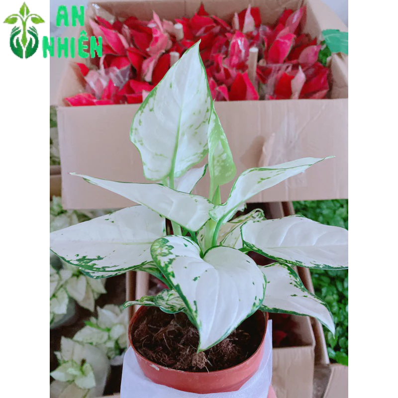 Cây Vạn Lộc Trắng
