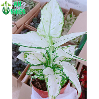 Cây Vạn Lộc Trắng