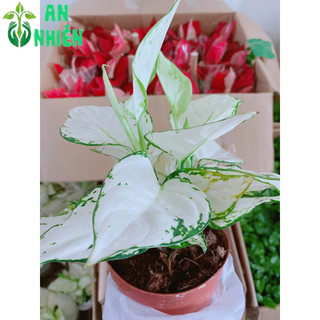Cây Vạn Lộc Trắng