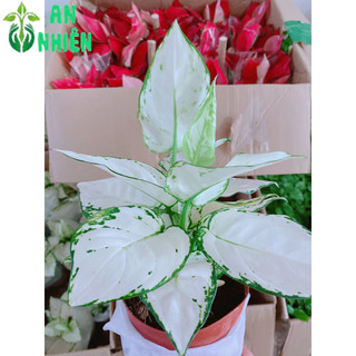 Cây Vạn Lộc Trắng