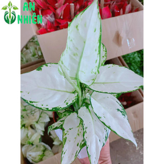 Cây Vạn Lộc Trắng