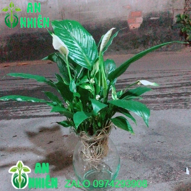 Chậu Cây Lan Ý Thuỷ Sinh (có kèm chậu thuỷ tinh)