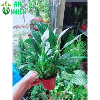 Chậu Cây Lan Ý Thuỷ Sinh (có kèm chậu thuỷ tinh)