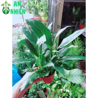 Chậu Cây Lan Ý Thuỷ Sinh (có kèm chậu thuỷ tinh)