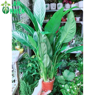 Chậu Cây Lan Ý Thuỷ Sinh (có kèm chậu thuỷ tinh)