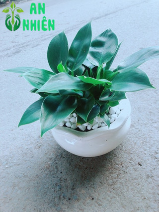 Chậu Trầu Bà Đế Vương