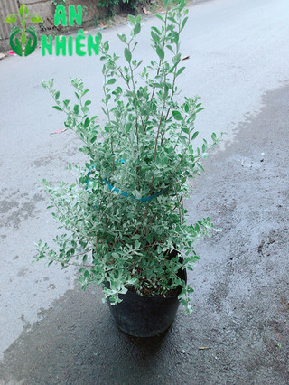 Cây Tuyết Sơn Phi Hồng