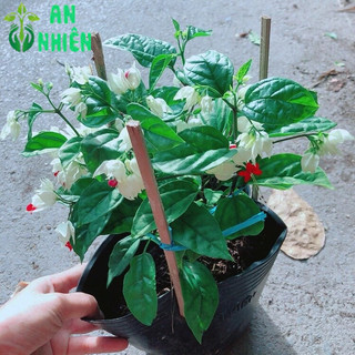Hoa Ngọc Nữ