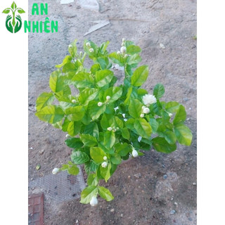 Chậu Cây Hoa Nhài