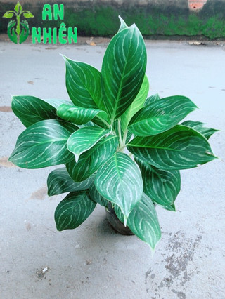 Cây Bạch Mã Hoàng Tử
