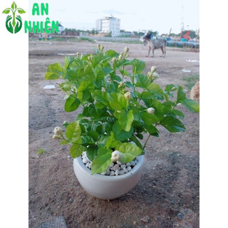 Chậu Cây Hoa Nhài