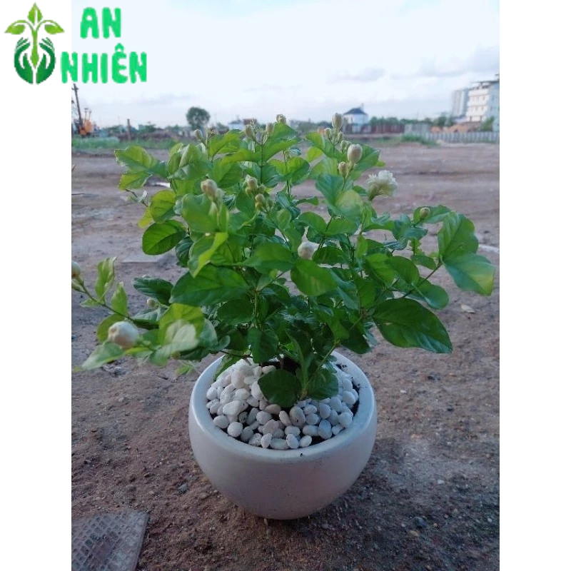 Chậu Cây Hoa Nhài
