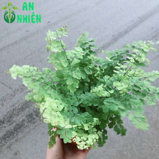 Cây Tóc Thần Vệ Nữ Để Bàn