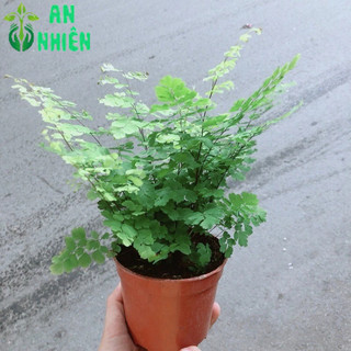 Cây Tóc Thần Vệ Nữ Để Bàn