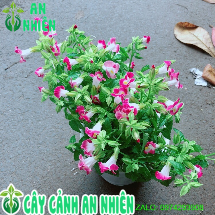 Hoa Ban Sê Hồng