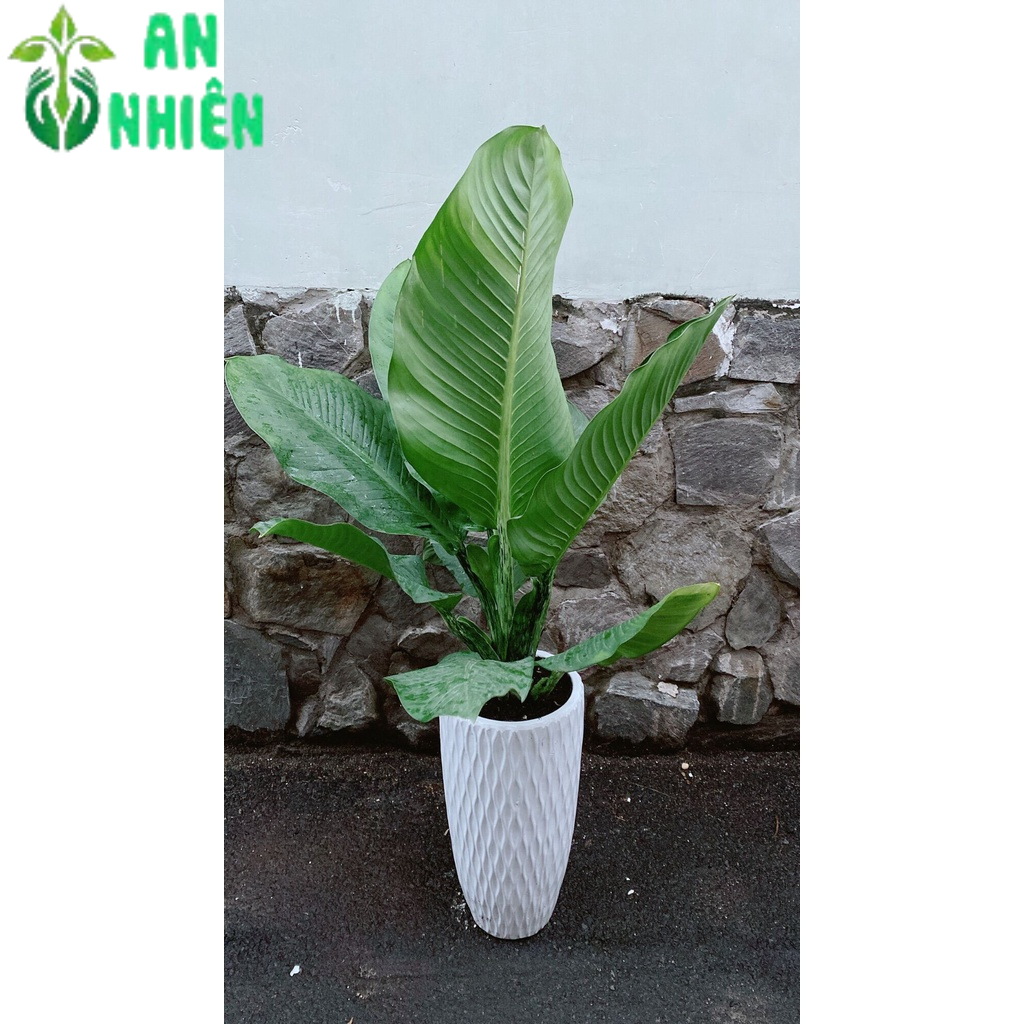 Chậu Cây Đại Phú Gia (chỉ giao hoả tốc hcm)