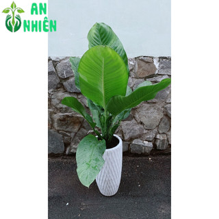 Chậu Cây Đại Phú Gia (chỉ giao hoả tốc hcm)