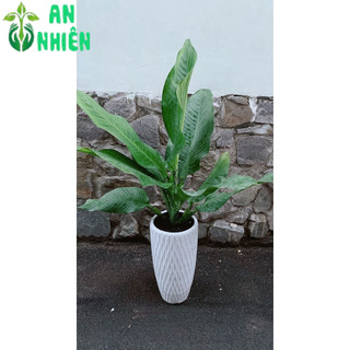Chậu Cây Đại Phú Gia (chỉ giao hoả tốc hcm)