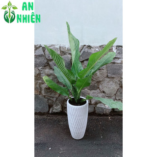Chậu Cây Đại Phú Gia (chỉ giao hoả tốc hcm)