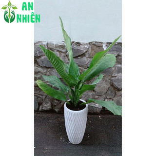 Chậu Cây Đại Phú Gia (chỉ giao hoả tốc hcm)