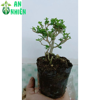 Cây Sam Hương Bonsai Mini