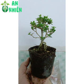 Cây Sam Hương Bonsai Mini