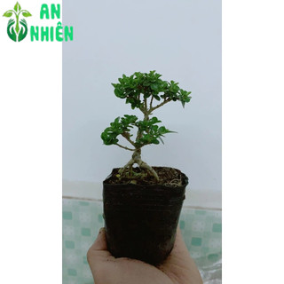 Cây Sam Hương Bonsai Mini
