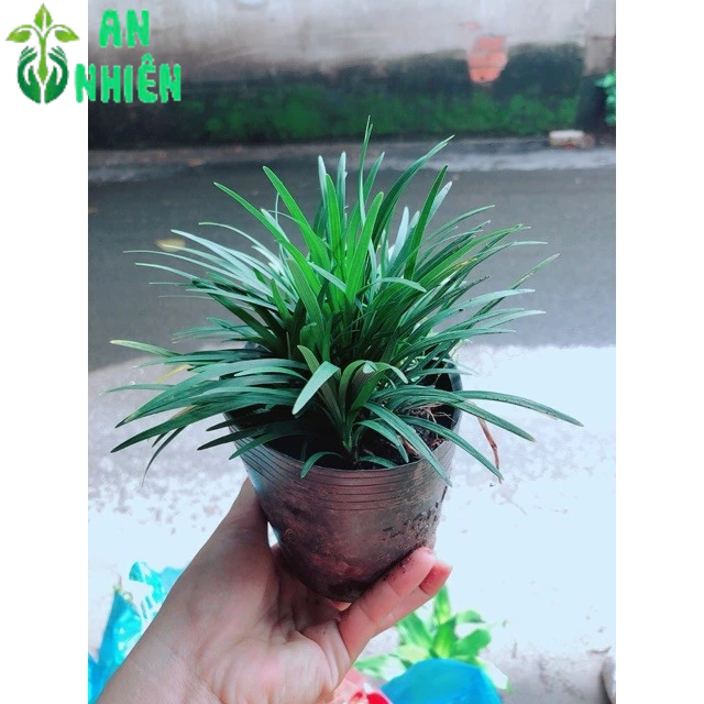 Bụi Cỏ Gấu
